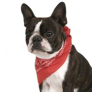 Balec Set of 6 Paisley Cotton Bandanas for Dogs Fits Small, Medium & Large (Red)